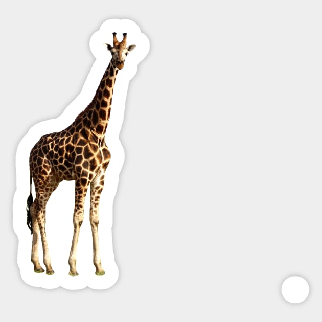 Ugandan Safari Giraffe Sticker by hannahehansen